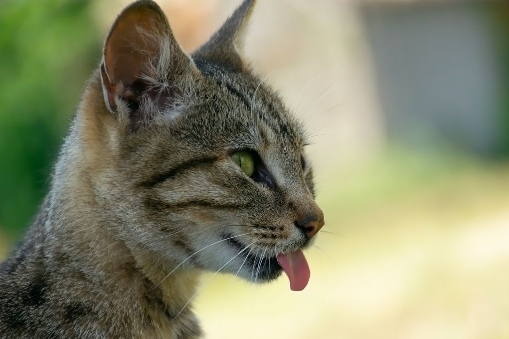 Porque tosen los gatos | Actualizado agosto 2022