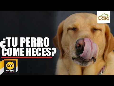 Cachorro come sus heces solución Actualizado marzo