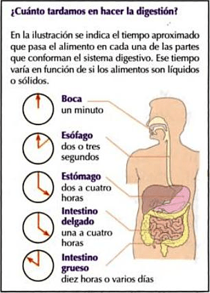 Cuanto Se Tarda En Hacer La Digesti N Y Defecar Actualizado Octubre