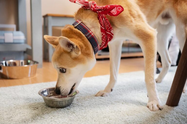 Hidratación en mascotas es suficiente con agua